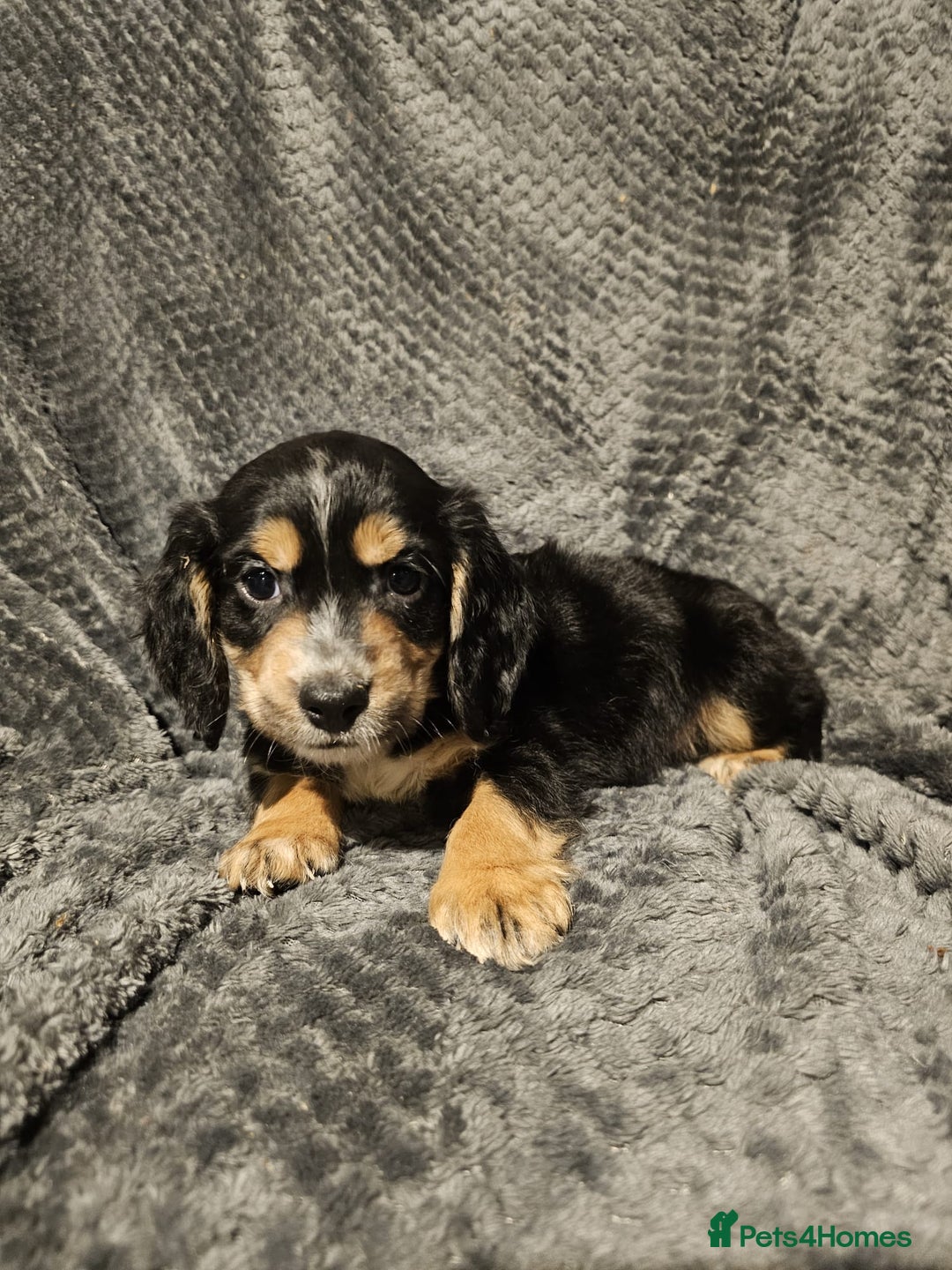 Cocker Spaniel dogs for sale: Cocker spaniels puppy's  - Advert 9