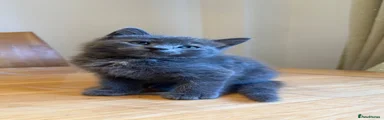 British Shorthair 4
