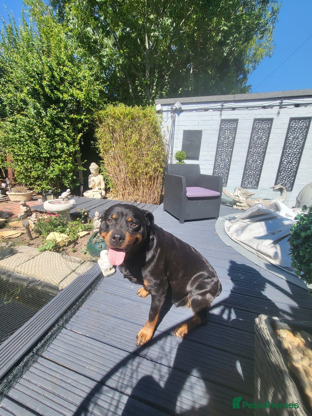 Rottweiler dogs for sale: Rottweiler  and frenchie for sale - Image 5