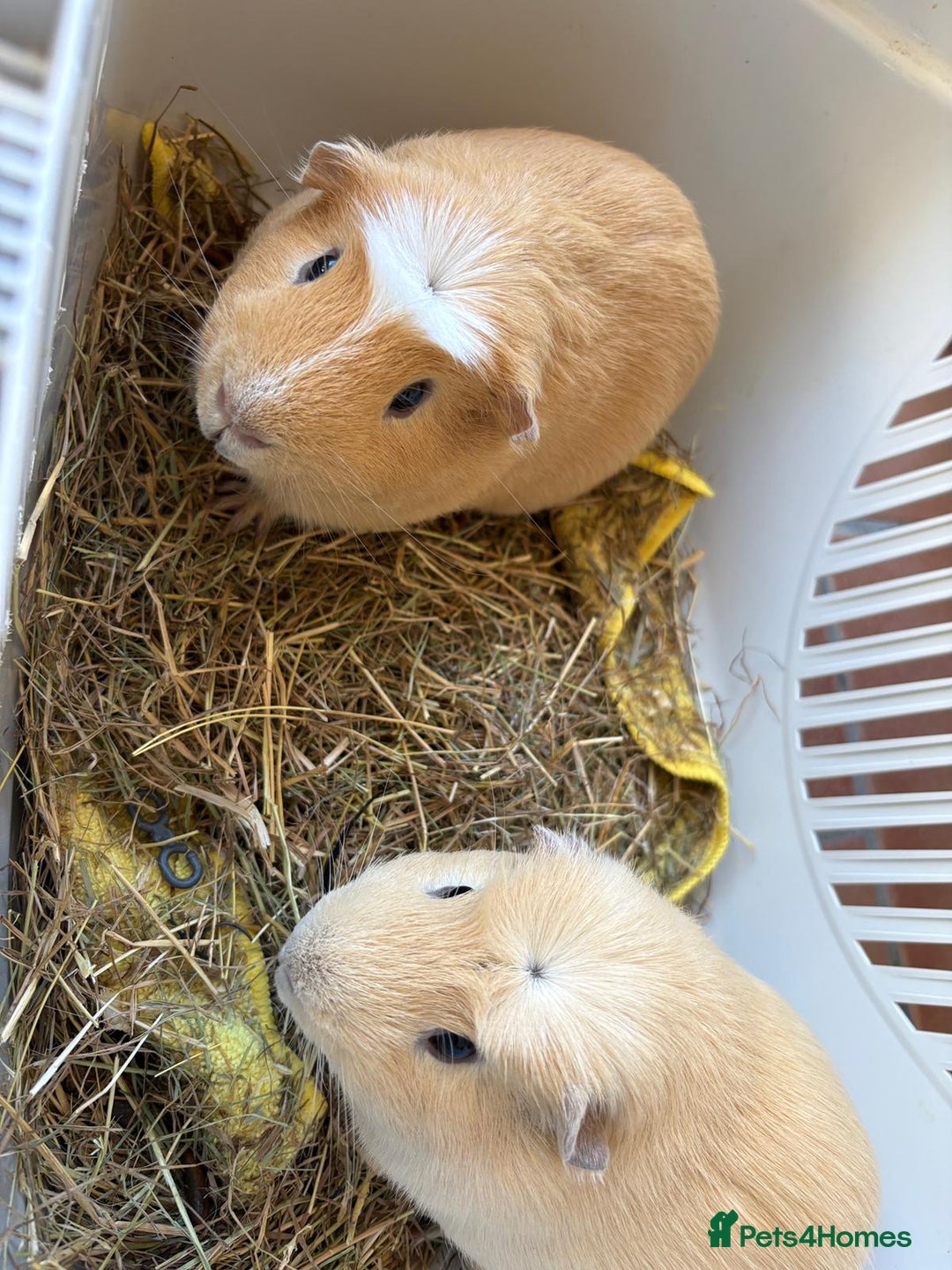 Guinea Pig rodents for sale: 2 male guinea pigs with cage - Advert 6