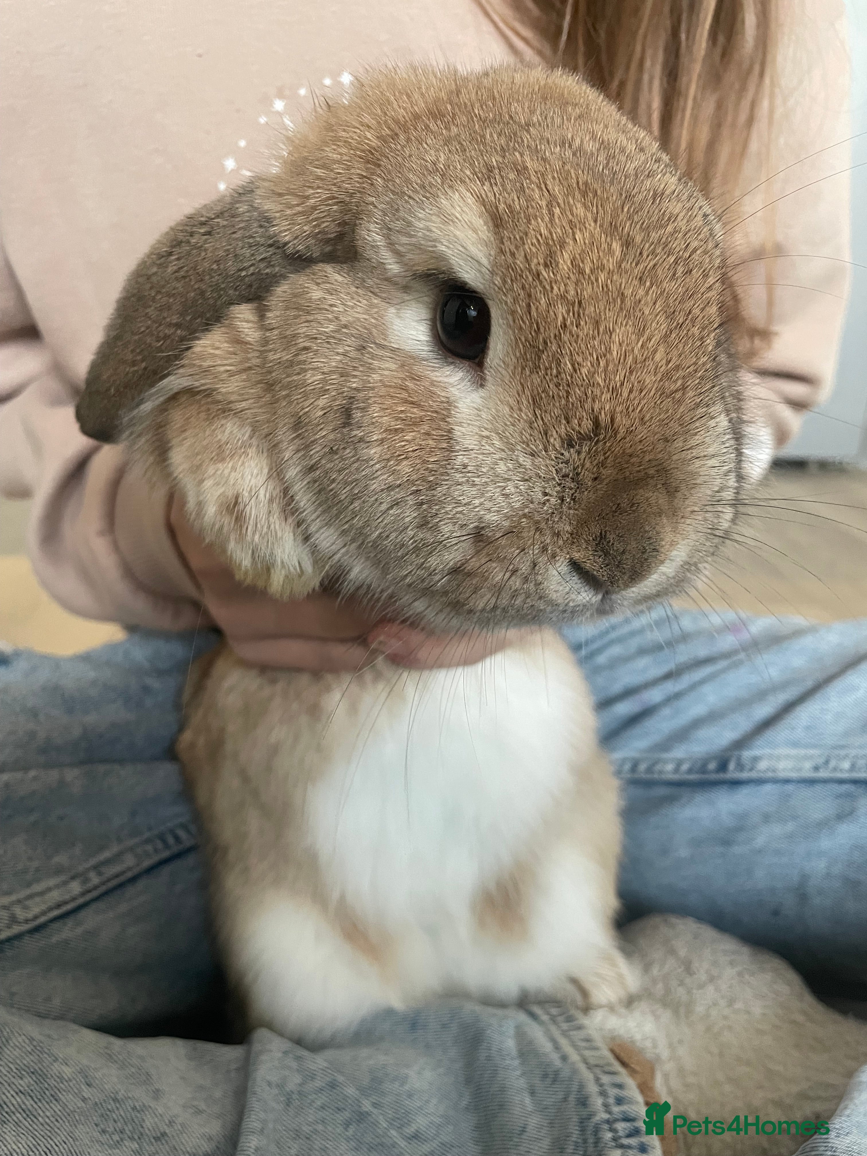 Mini Lop rabbits Bunnies - Bumbles and Honey  - Advert 16