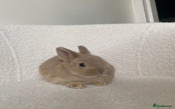 Mini Lop rabbits for sale: Mini lop cross Netherland dwarf  - Image 4