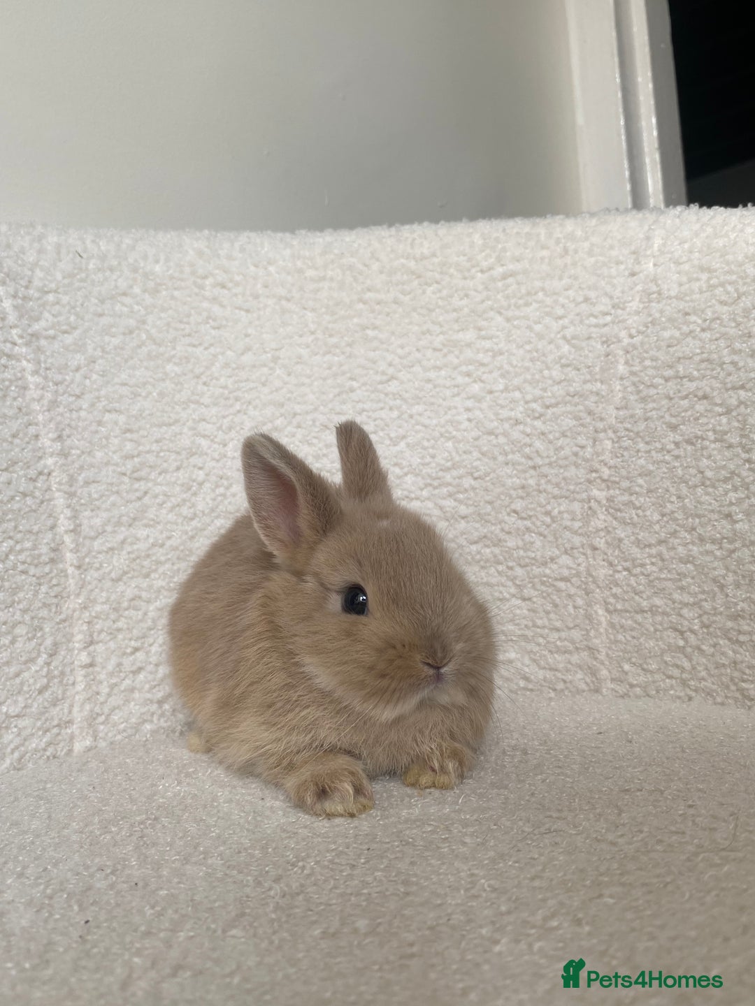 Mini Lop rabbits for sale: Mini lop cross Netherland dwarf  - Image 4
