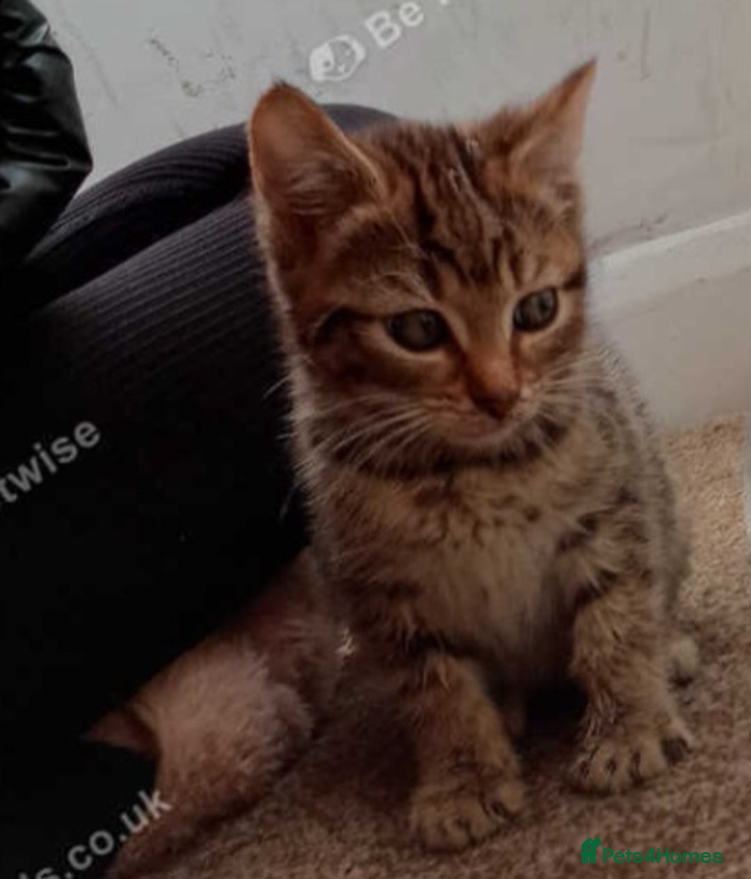 Mixed Breed cats for sale: Kitten  in Birmingham - Image 2