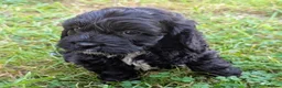 Cockapoo dogs for sale: Licensed breeder, health tested F1 cockapoos - Advert 27