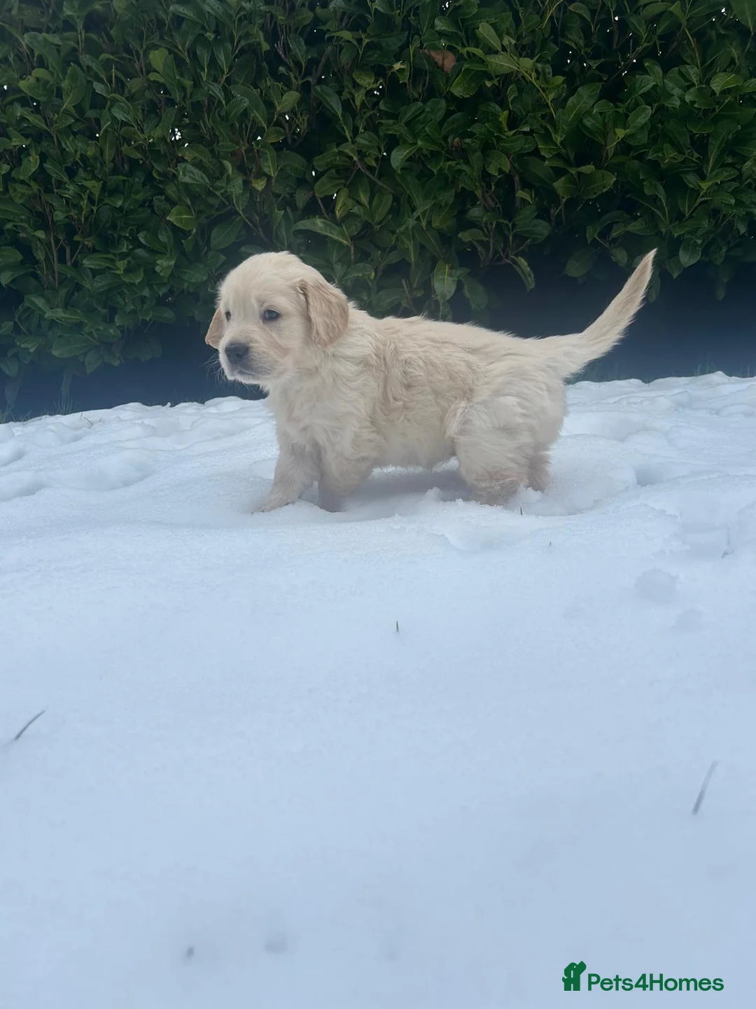 Golden Retriever dogs for sale: KC Champion Lines Golden Retriever pups - Advert 18