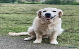 Goldendoodle dogs for sale: Stunning Goldendoodle puppies - Image 28