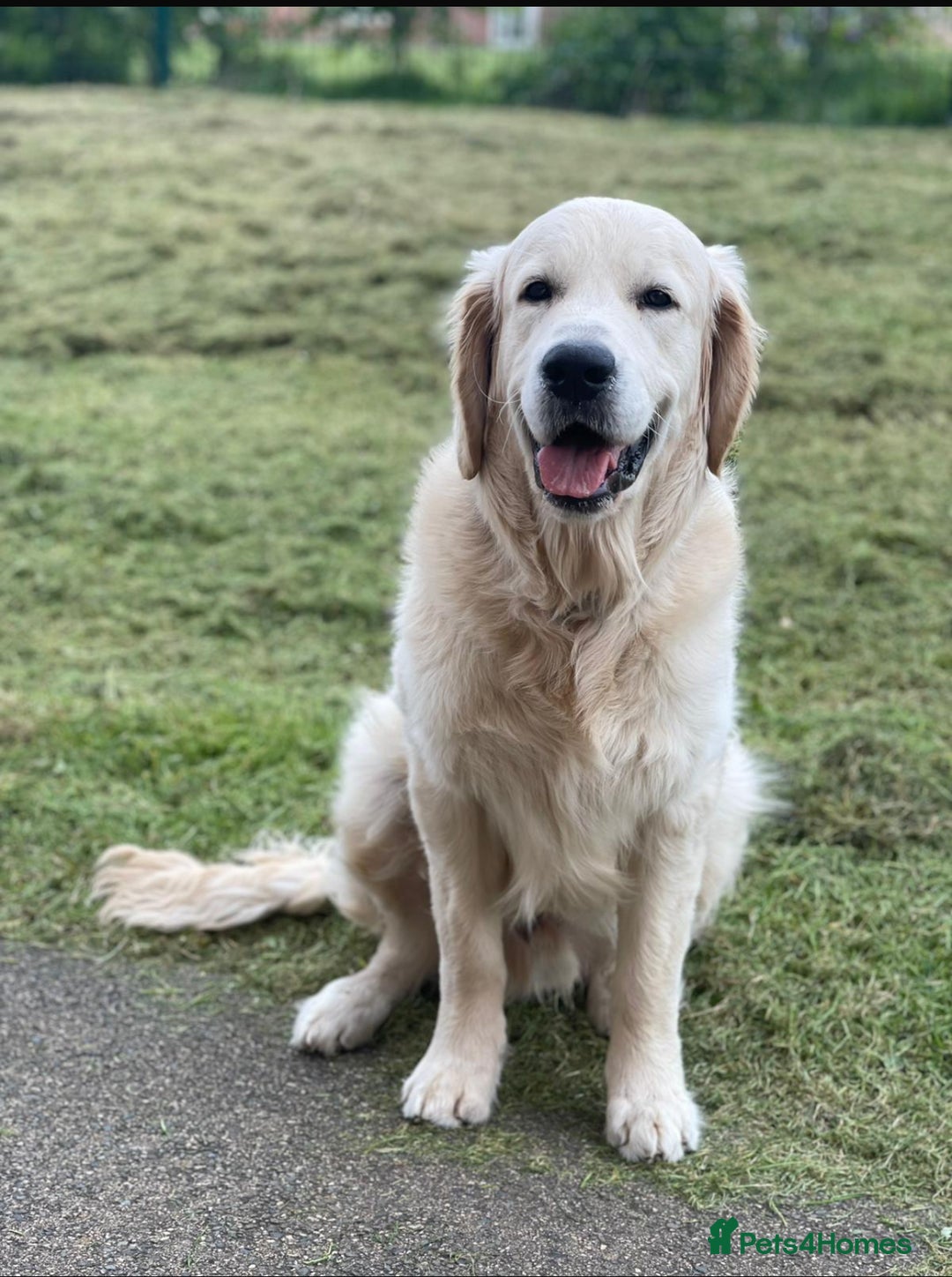 Goldendoodle dogs for sale: Stunning Goldendoodle puppies - Image 28