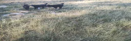 Border Collie dogs for sale: Traditional Border Collie Puppies - Advert 10