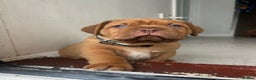 Dogue De Bordeaux dogs for sale: 2 BITCHES!LEFTFULL PEDIGREE 🦁 dogue de Bordeaux  - Advert 4