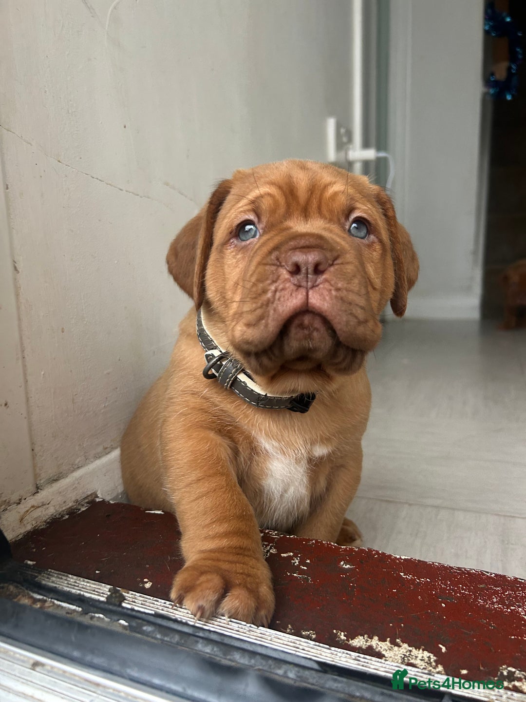 Dogue De Bordeaux dogs for sale: 2 BITCHES!LEFTFULL PEDIGREE 🦁 dogue de Bordeaux  - Advert 4