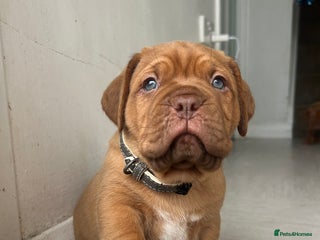 Dogue De Bordeaux dogs FULL PEDIGREE 🦁 Dogue de Bordeaux pups ( French ) - Advert 19