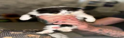Persian cats for sale: 💖💖🐱💙💙 Persian kittens 💙💙🐱💖💖 - Advert 21