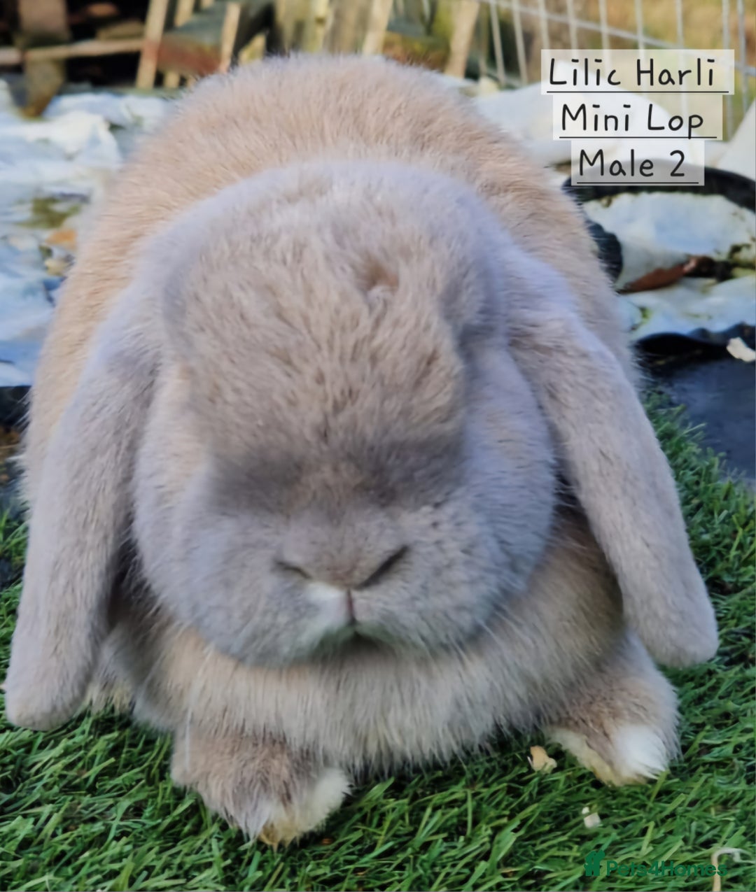 Mini Lop rabbits for sale: Various Mini Lops  - Advert 11