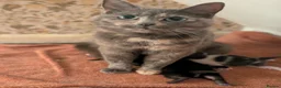 Mixed Breed cats for sale: Beautiful Well-Socialised Kittens - Advert 2