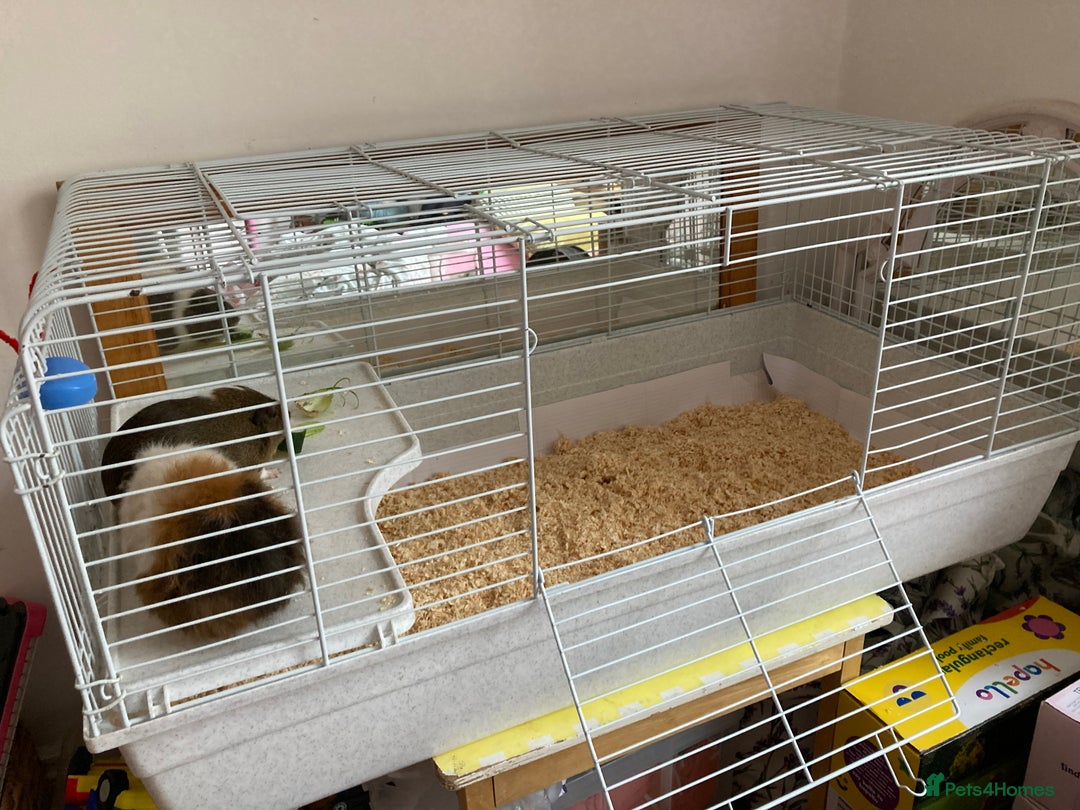 Guinea Pig rodents for sale: Two beautiful female Guineapigs Teddy and agouti - Image 7