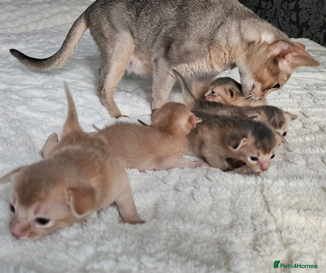 Abyssinian cats for sale: Abyssinian  - Advert 6