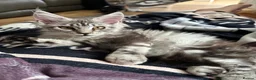 Maine Coon cats for sale: Beautiful Maine Coon Girl - Advert 3