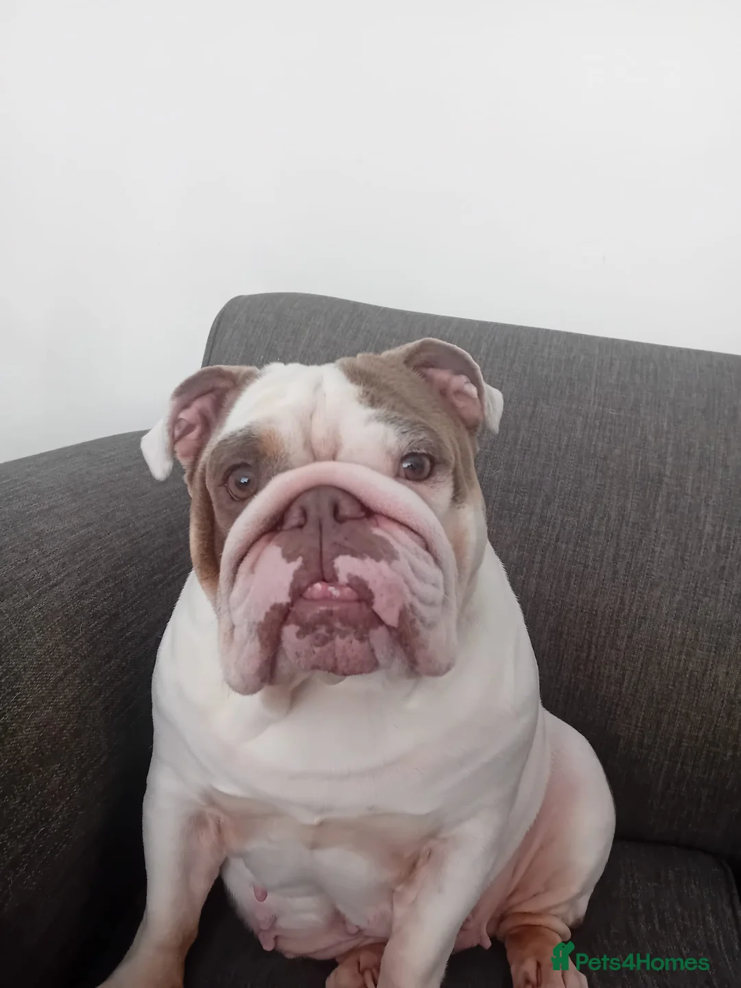 English Bulldog dogs for sale: Merle, tan, blue english bulldog litter - Advert 2