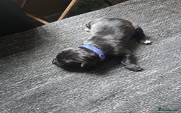 Cane Corso dogs for sale: Cane Corso puppies - Image 6