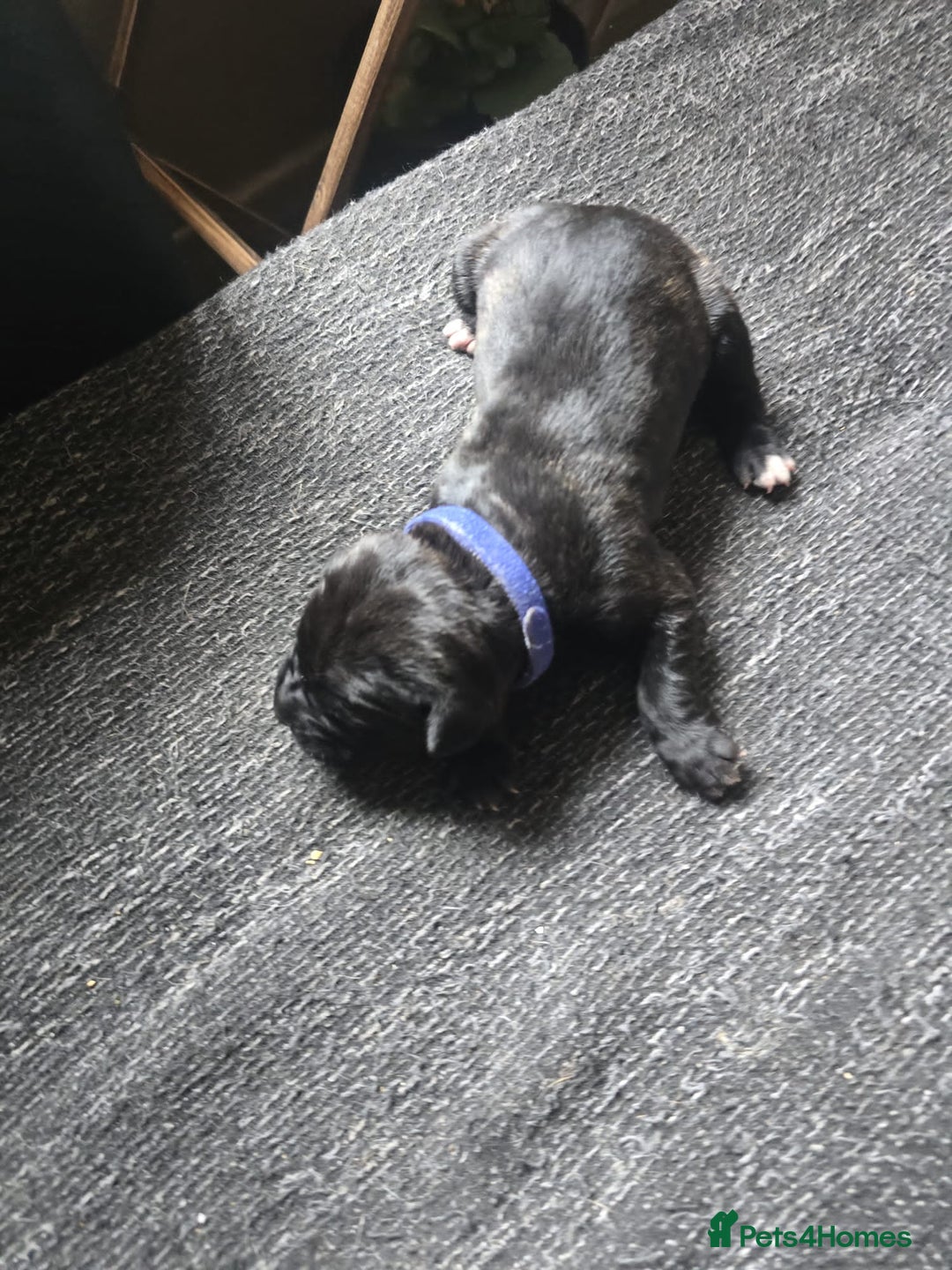 Cane Corso dogs for sale: Cane Corso puppies - Image 6