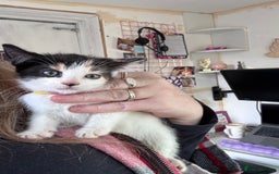 Bengal cats for sale: 12 mixed kittens - Advert 8