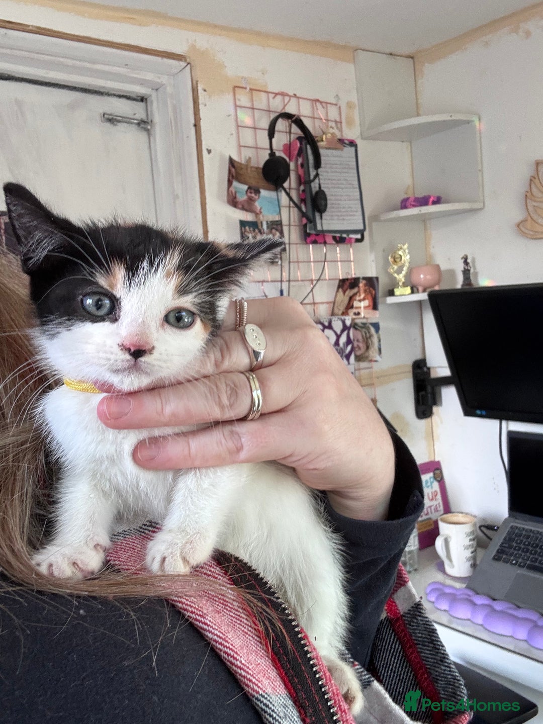 Bengal cats for sale: 12 mixed kittens - Advert 8