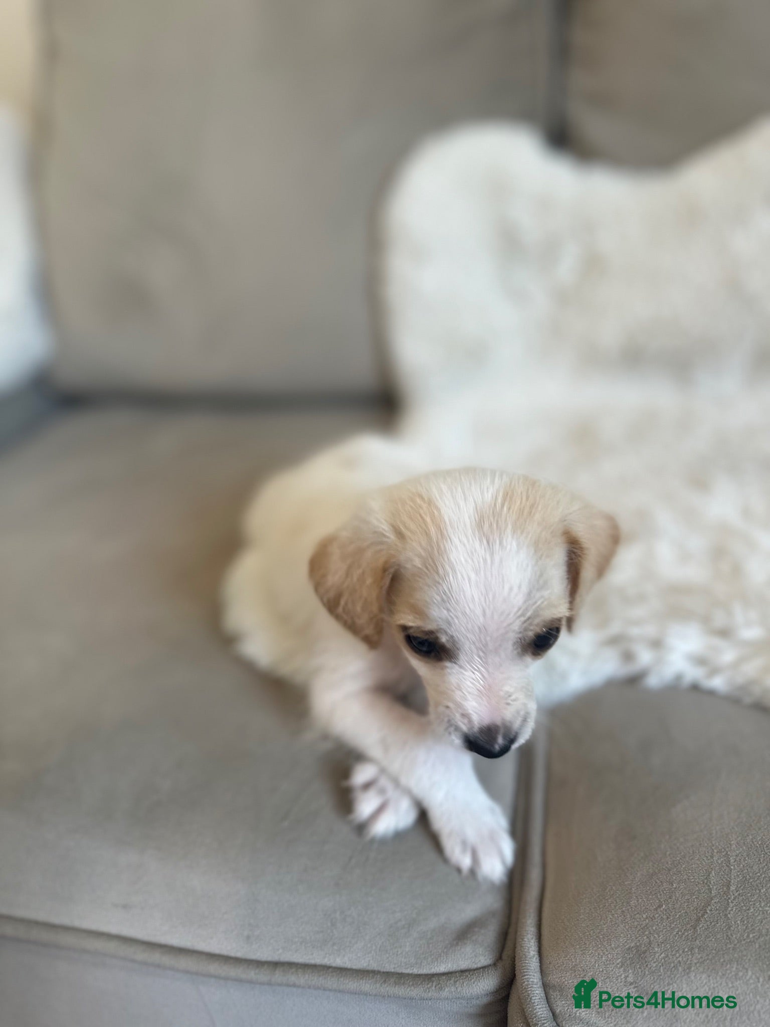 Jackshund dogs Jack Russell pups - Advert 2