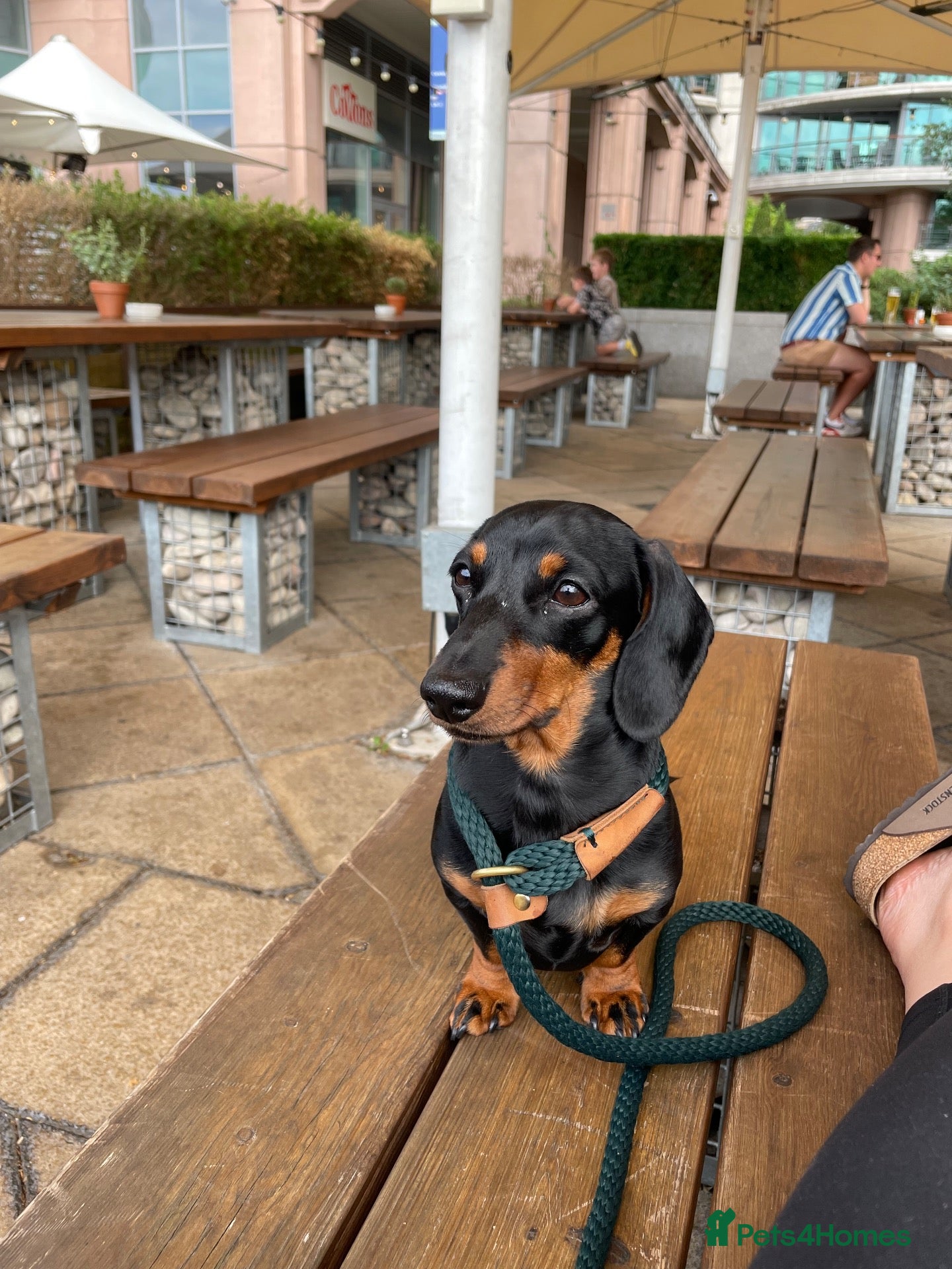 Miniature Dachshund dogs Henry  - Advert 1