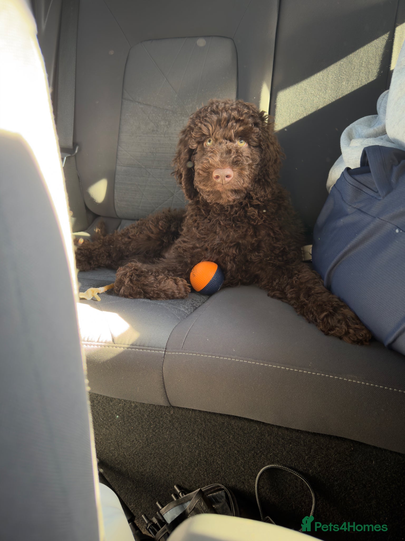 Australian Labradoodle dogs Labradoodle  - Advert 6