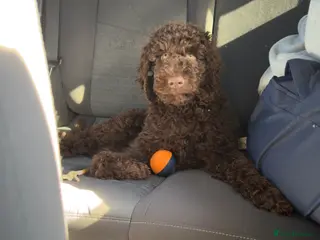 Australian Labradoodle dogs Labradoodle - Advert 6