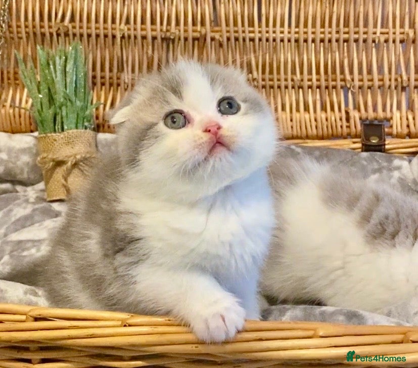 Scottish Fold cats 🧸😻CHAMPION LINE TICA ACTIVE SCOTTISH/BSH😻🧸 - Advert 1