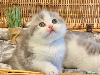 Scottish Fold cats 🧸😻CHAMPION LINE TICA ACTIVE SCOTTISH/BSH😻🧸 - Advert 1