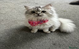 Perdoll cats for sale: Beautiful perdoll babies - Image 2