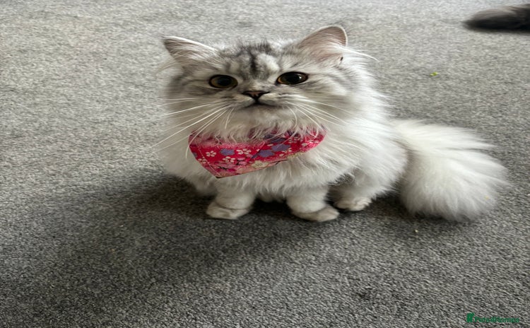 Perdoll cats - Advert 1