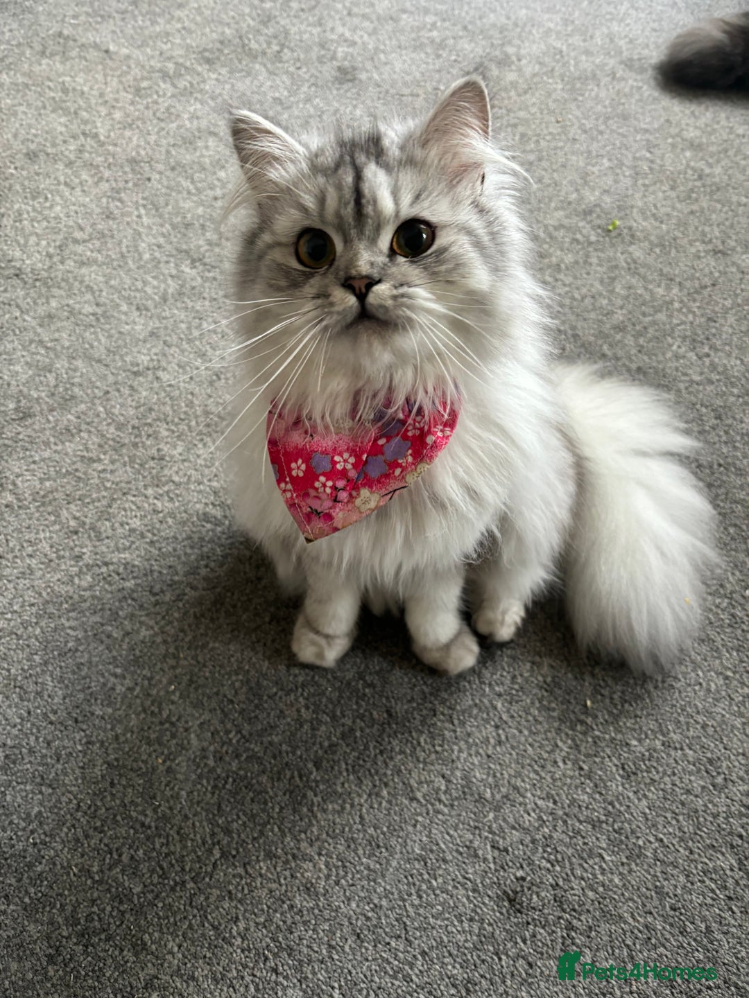 Perdoll cats for sale: Beautiful perdoll babies - Image 2