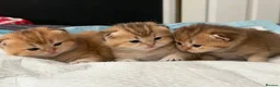 Scottish Fold cats for stud: Scottish Straight Male Stud – “Poopsie”  - Advert 12