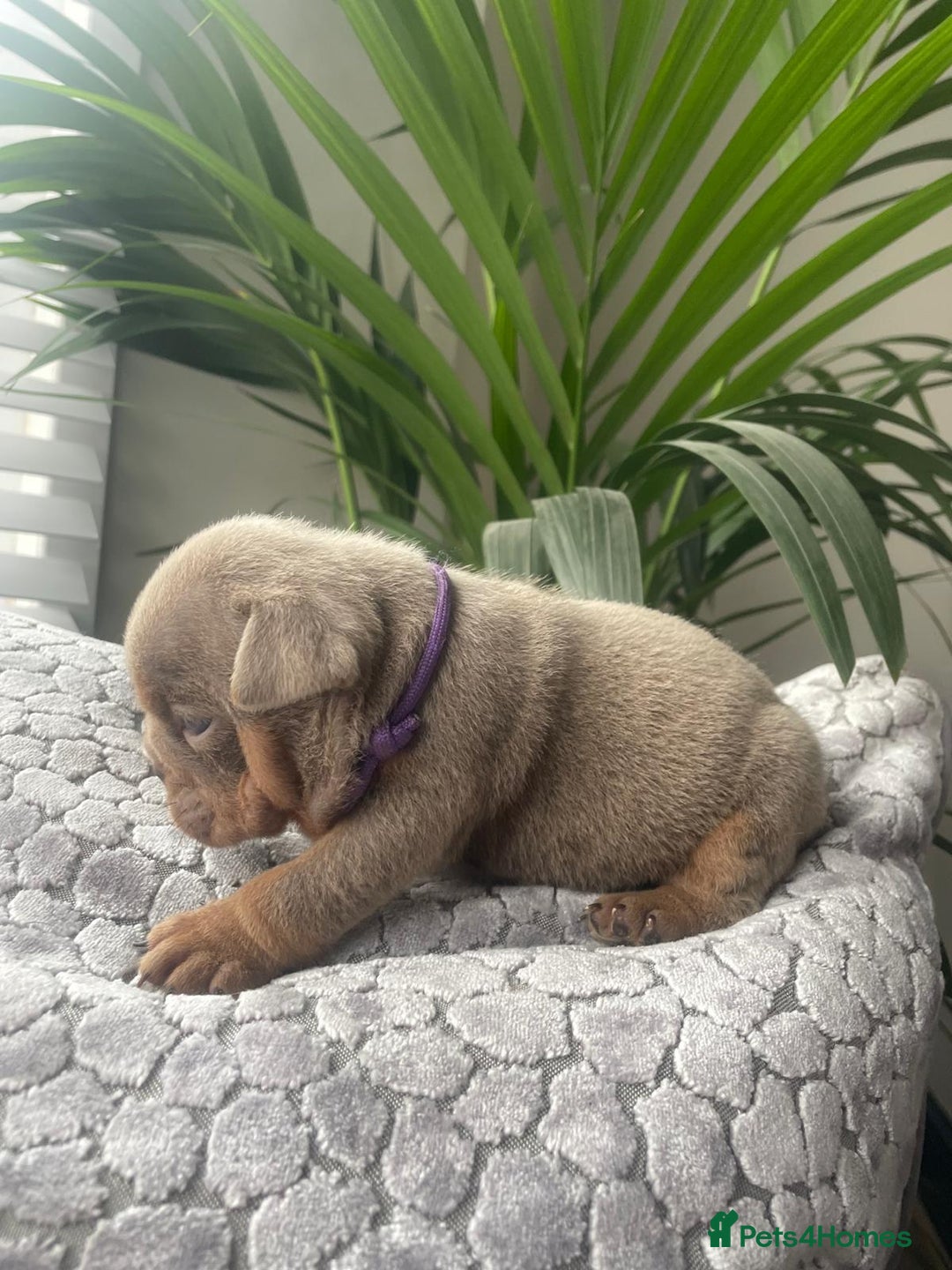 English Bulldog dogs for sale: Beautiful fullsuit litter of perfection 😃  - Image 4