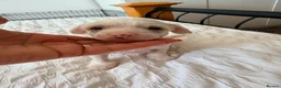 Chinese Crested dogs for sale: Pure breed Chinese Crested  - Advert 4