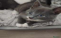 Mixed Breed cats for sale: Mixed Breed kittens for sale  - Image 3