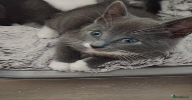 Mixed Breed cats - Advert 11