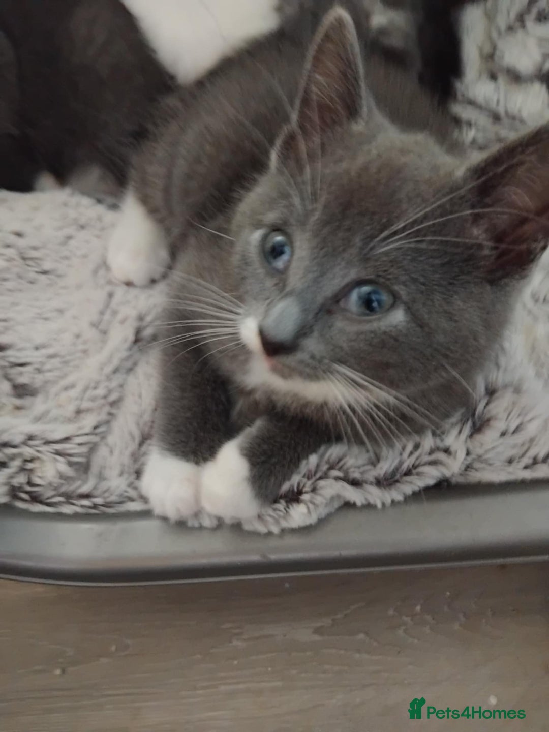 Mixed Breed cats for sale: Mixed Breed kittens for sale  - Image 3
