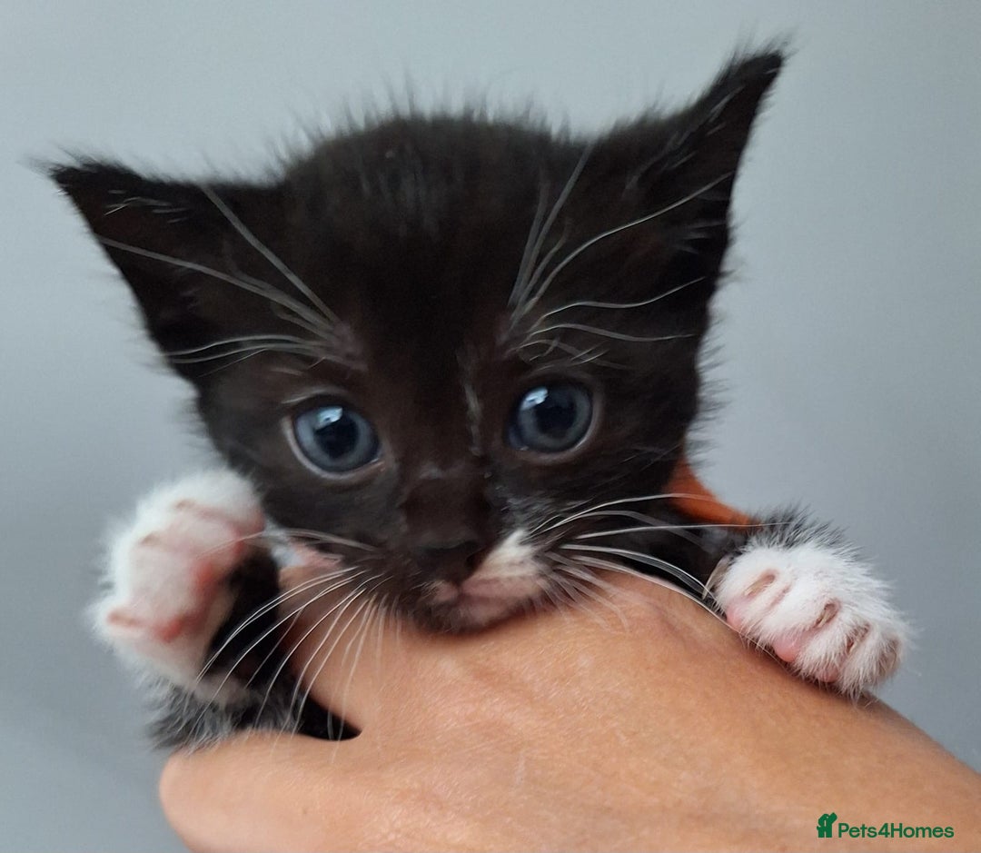 Mixed Breed cats for sale: Beautiful Black & White Kittens  - Image 7
