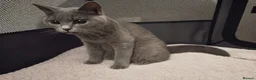 British Shorthair cats for sale: British Shorthair x Turkish Angora Kittens in Greenock - Advert 5