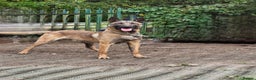 Belgian Shepherd Dog dogs for sale: Belgian Malnois Male  - Advert 4