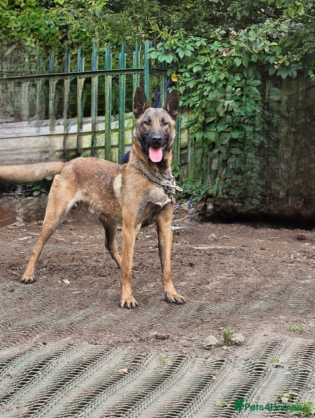 Belgian Shepherd Dog dogs for sale: Belgian Malnois Male  - Advert 4