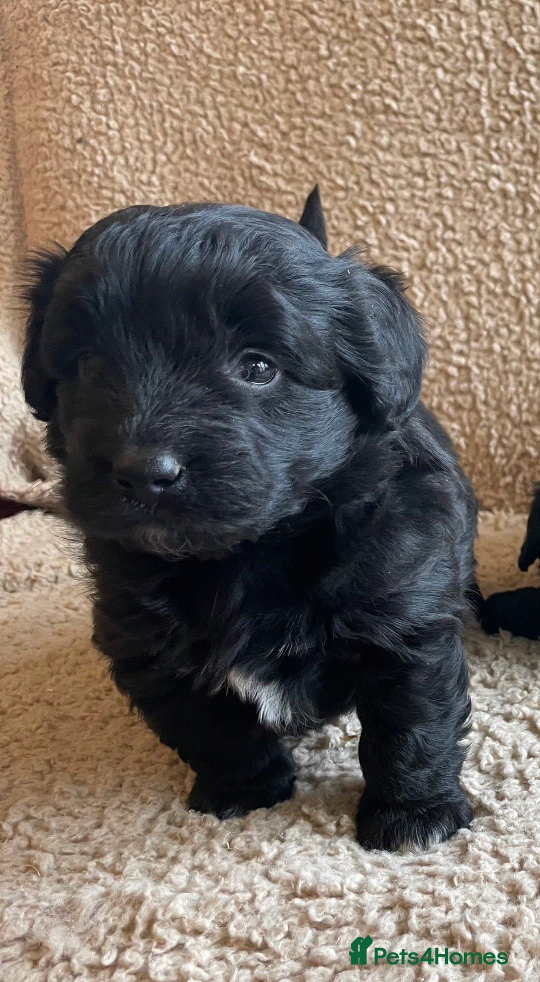 Mixed Breed dogs for sale: Corgipoo 🐾🐶 - Advert 12