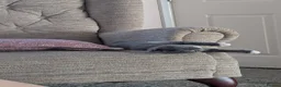 Mixed Breed cats for sale: Grey and white kittens for sale - Advert 6