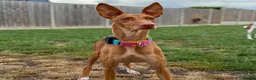 Ibizan Hound dogs for adoption: Cati a lovely calm girl who loves other dogs  - Advert 5