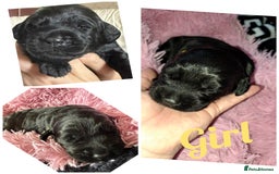 Labradoodle dogs for sale: Labradoodle puppies  - Image 2